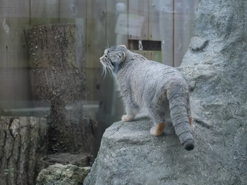A photograph of Oto in Saitama Children's Zoo