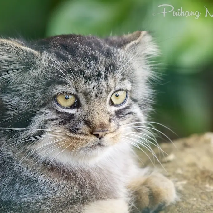 A photograph of Pamir in The Big Cat Sanctuary