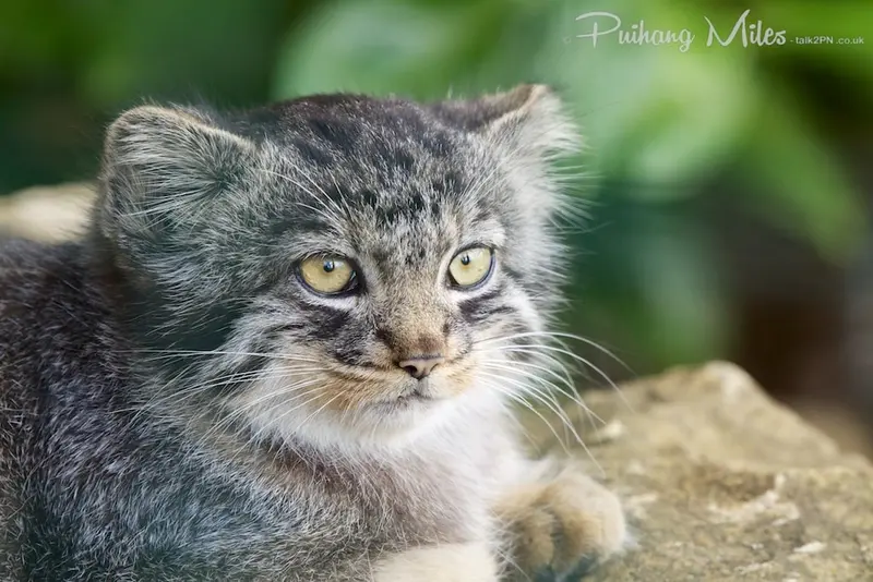A photograph of Pamir in The Big Cat Sanctuary