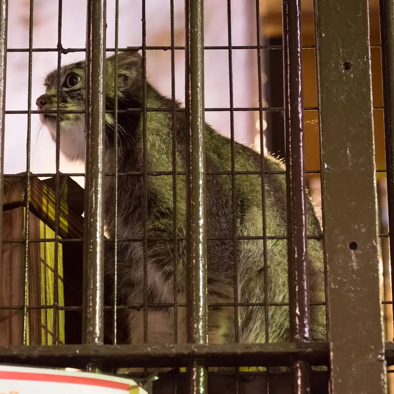A photograph of Figa in Nogeyama Zoo