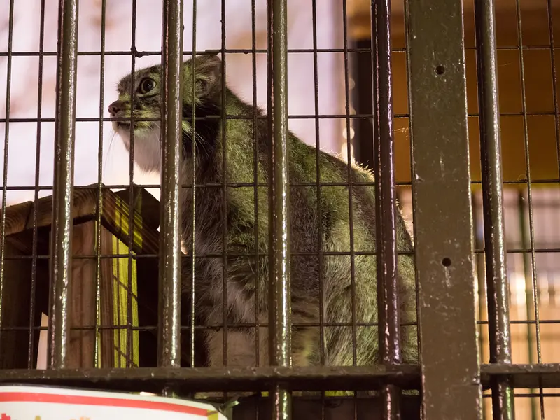 A photograph of Figa in Nogeyama Zoo