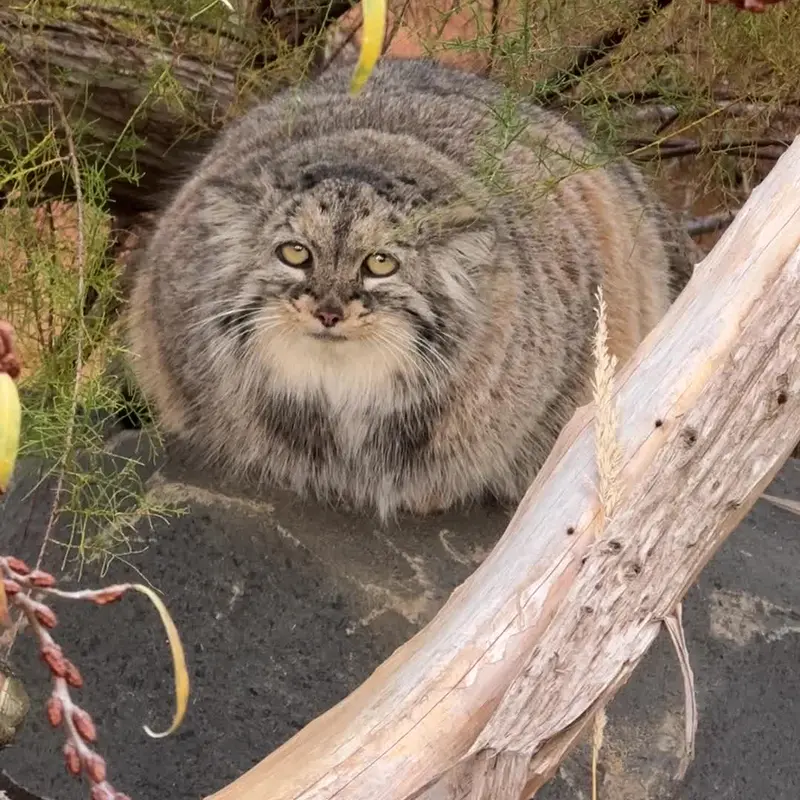A photograph of a Pallas's cat in Prague Zoo