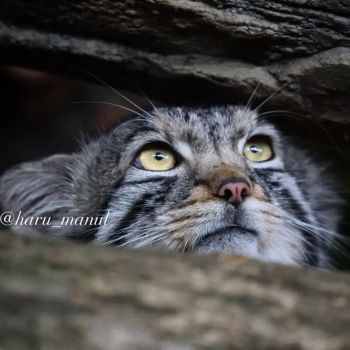 A photograph of Nagomu in Nasu Animal Kingdom