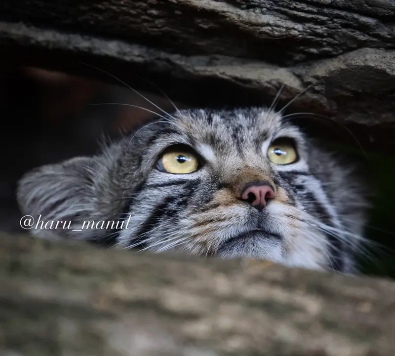 A photograph of Nagomu in Nasu Animal Kingdom