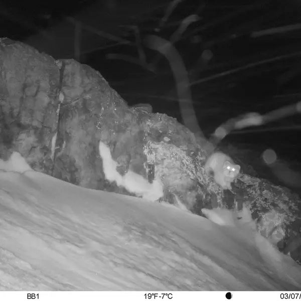 A photograph of Otocolobus manul manul from Aktas-Kunkora [new] camera trap
