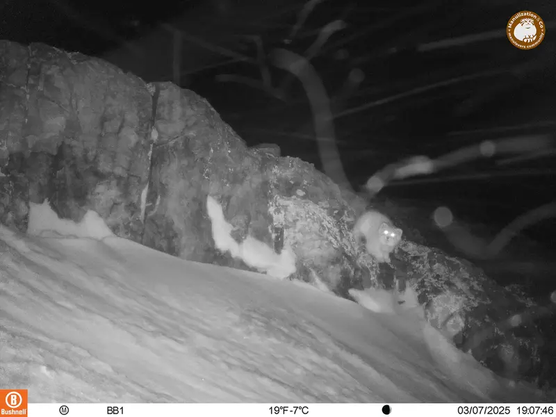 A photograph of Otocolobus manul manul from Aktas-Kunkora camera trap