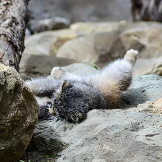 A photograph of Pema in Calgary Zoo / Wilder Institute