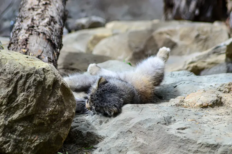A photograph of Pema in Calgary Zoo / Wilder Institute