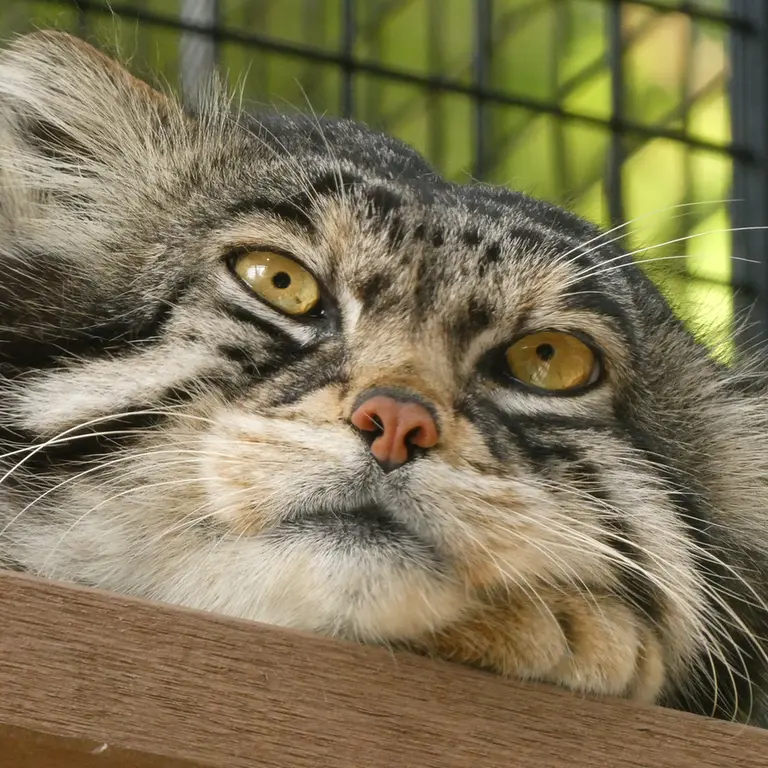 A photograph of Grusha in Asahiyama Zoo