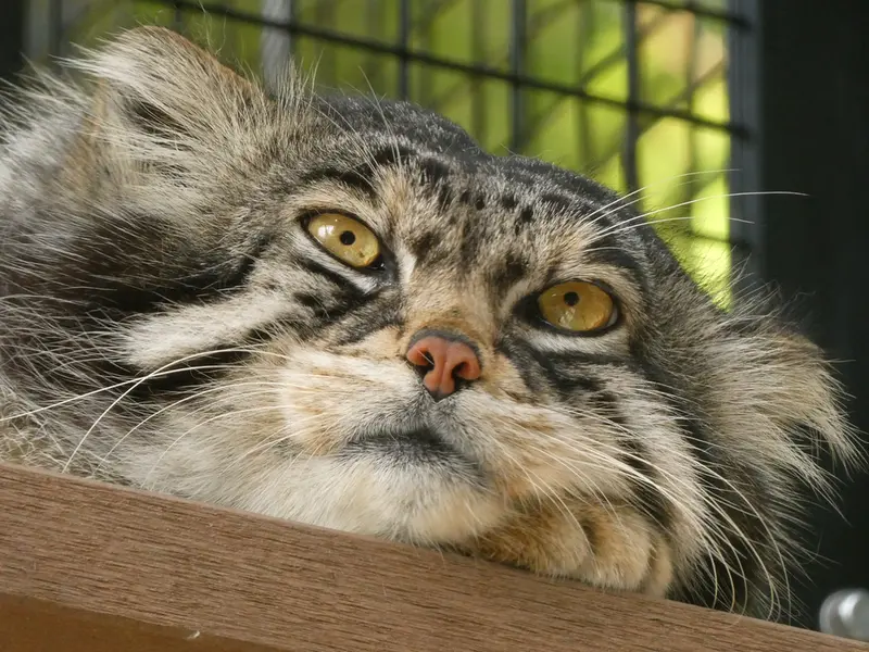 A photograph of Grusha in Asahiyama Zoo