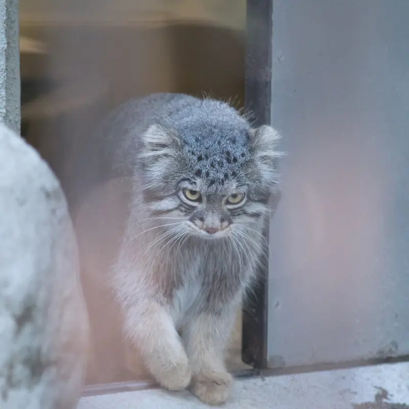 A photograph of Figa in Nogeyama Zoo