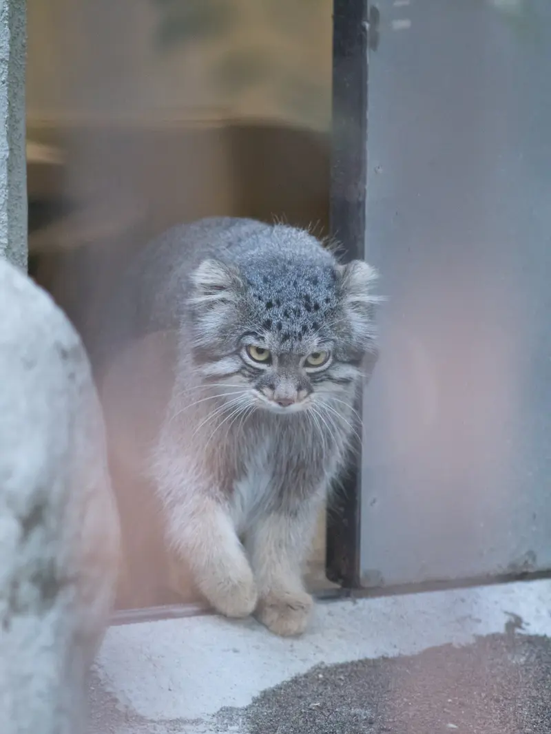 A photograph of Figa in Nogeyama Zoo