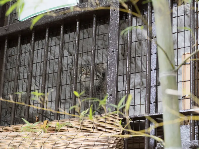 A photograph of a Pallas's cat