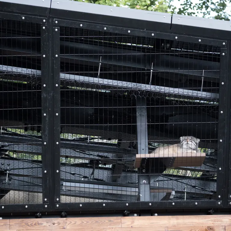 A photograph of Grusha in Asahiyama Zoo