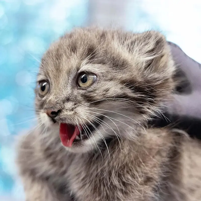 Daughter of Mimi b.2026 Ⅱ the Pallas's cat from Korkeasaari Zoo