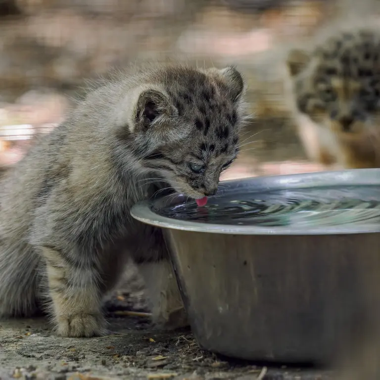 A photograph of a Pallas's cat in Brno Zoo