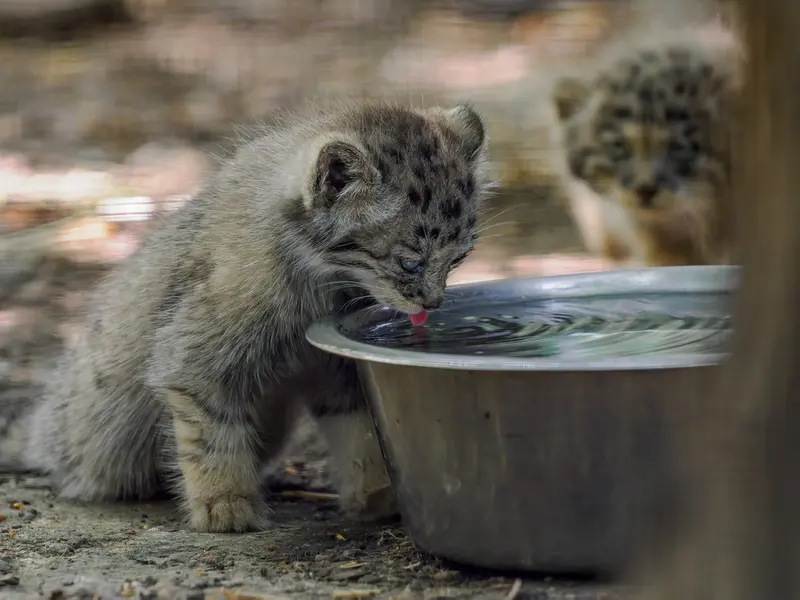 A photograph of a Pallas's cat in Brno Zoo