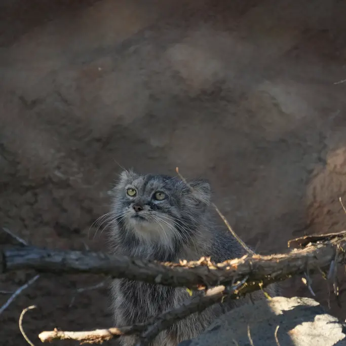 A photograph of Prinsessa in Prague Zoo