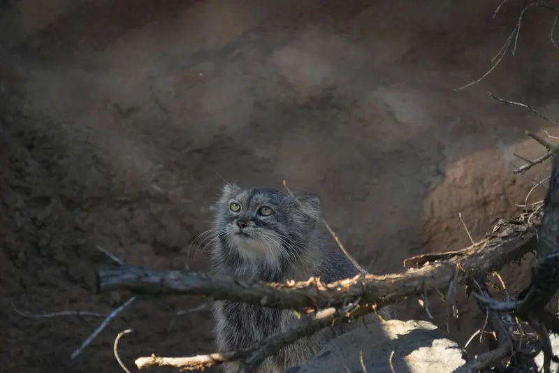 A photograph of Prinsessa in Prague Zoo