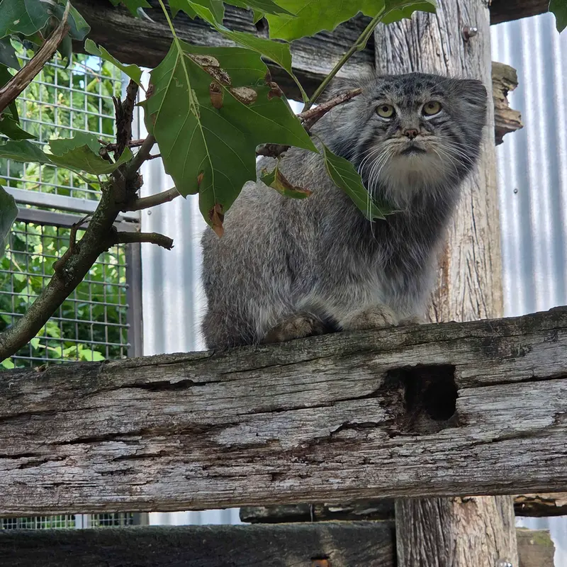 A photograph of Aldan in Zie-Zoo