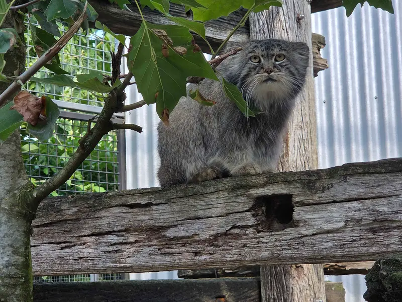 A photograph of Aldan in Zie-Zoo