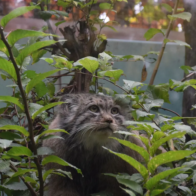 A photograph of Bohus in Budapest Zoo & Botanical Garden