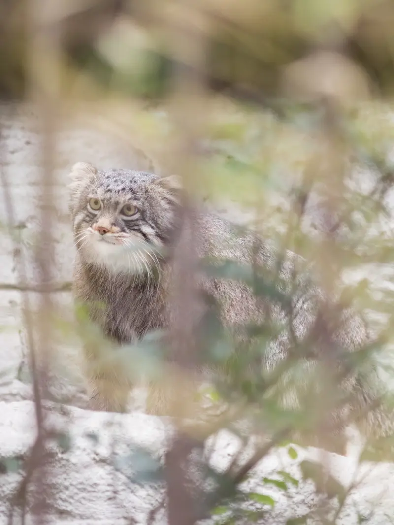 A photograph of Figa in Nogeyama Zoo