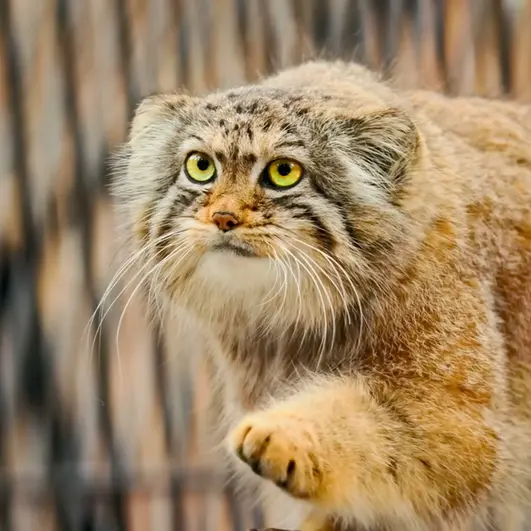 A photograph of a Pallas's cat