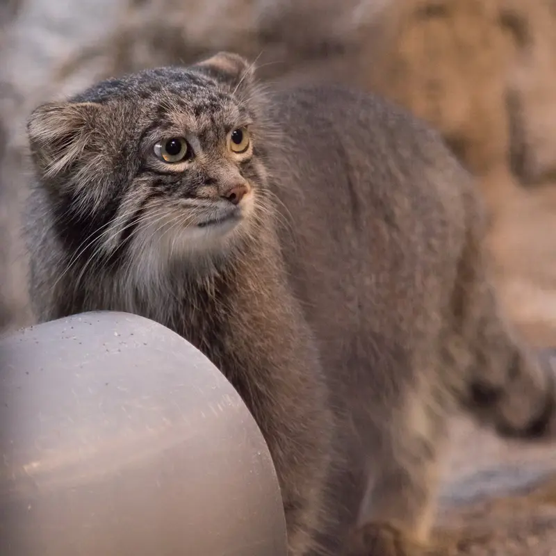 A photograph of Figa in Nogeyama Zoo