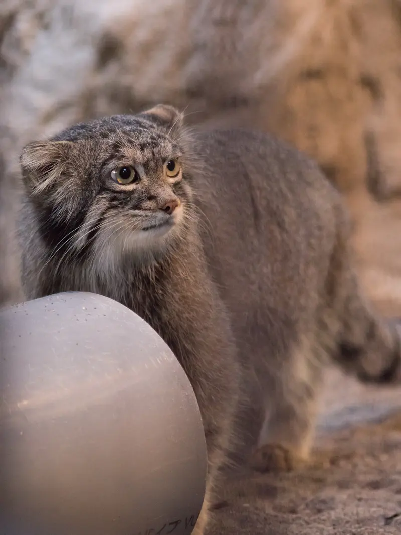 A photograph of Figa in Nogeyama Zoo