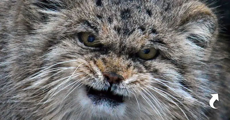 A photograph of a Pallas's cat