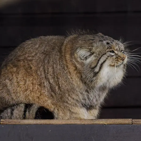 A photograph of Muztau in Brno Zoo