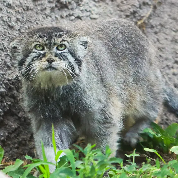 A photograph of Petenka in Utah's Hogle Zoo