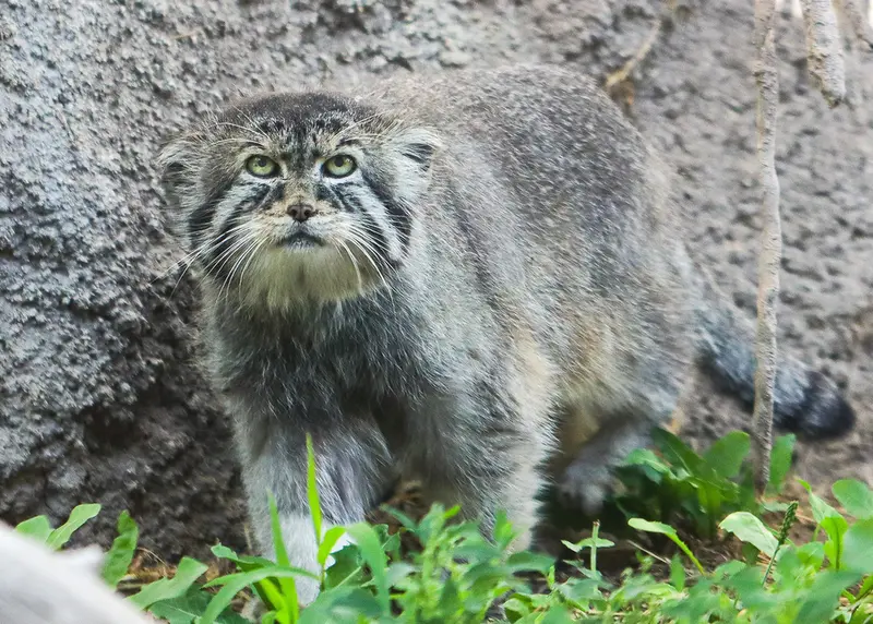 A photograph of Petenka in Utah's Hogle Zoo