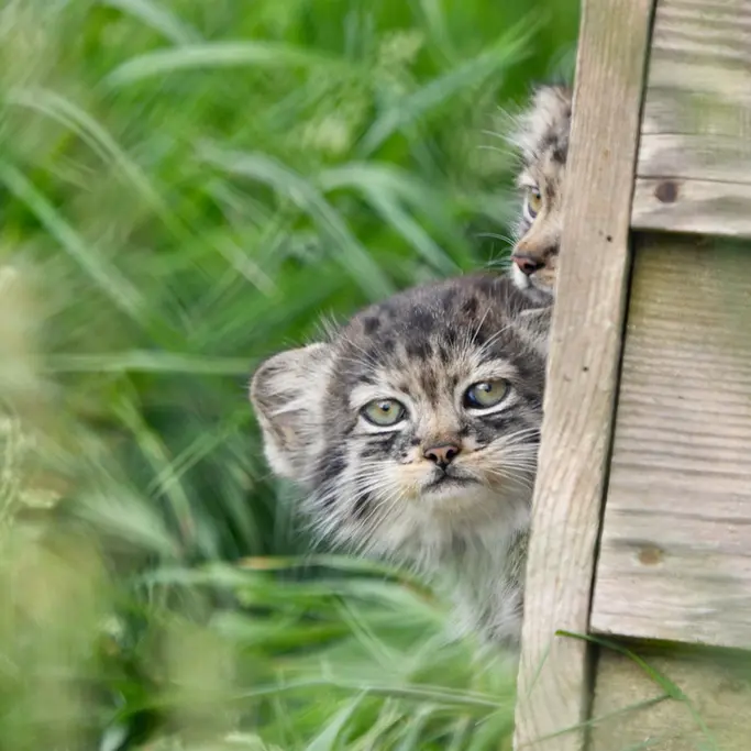 A photograph of a Pallas's cat in Port Lympne Wild Animal Park