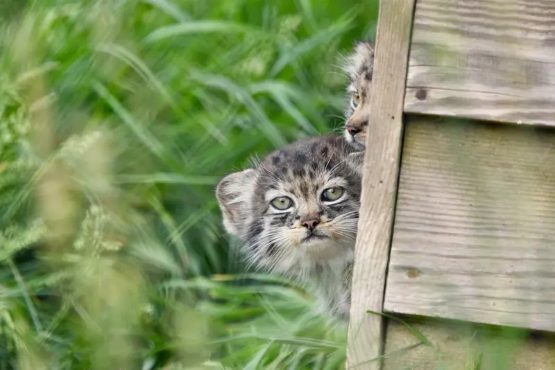 A photograph of a Pallas's cat in Port Lympne Wild Animal Park