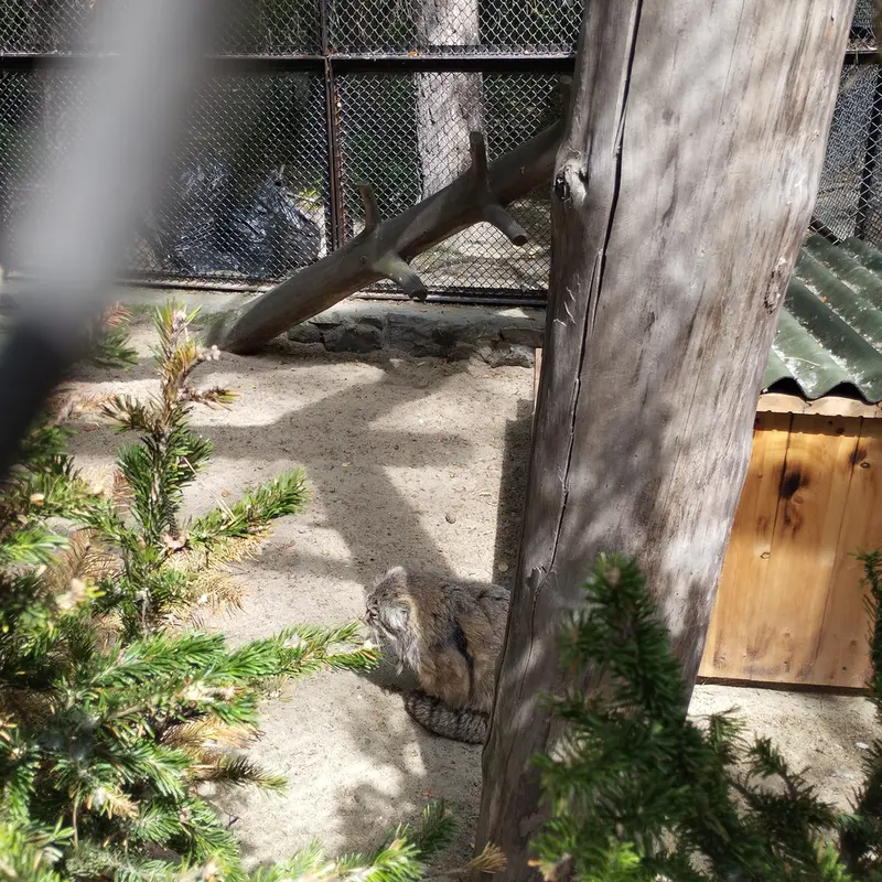 A photograph of Zelenogorsk in Novosibirsk Zoo