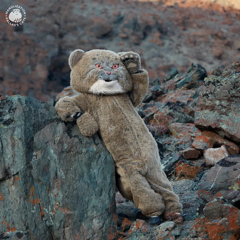 A photograph of a Pallas's cat