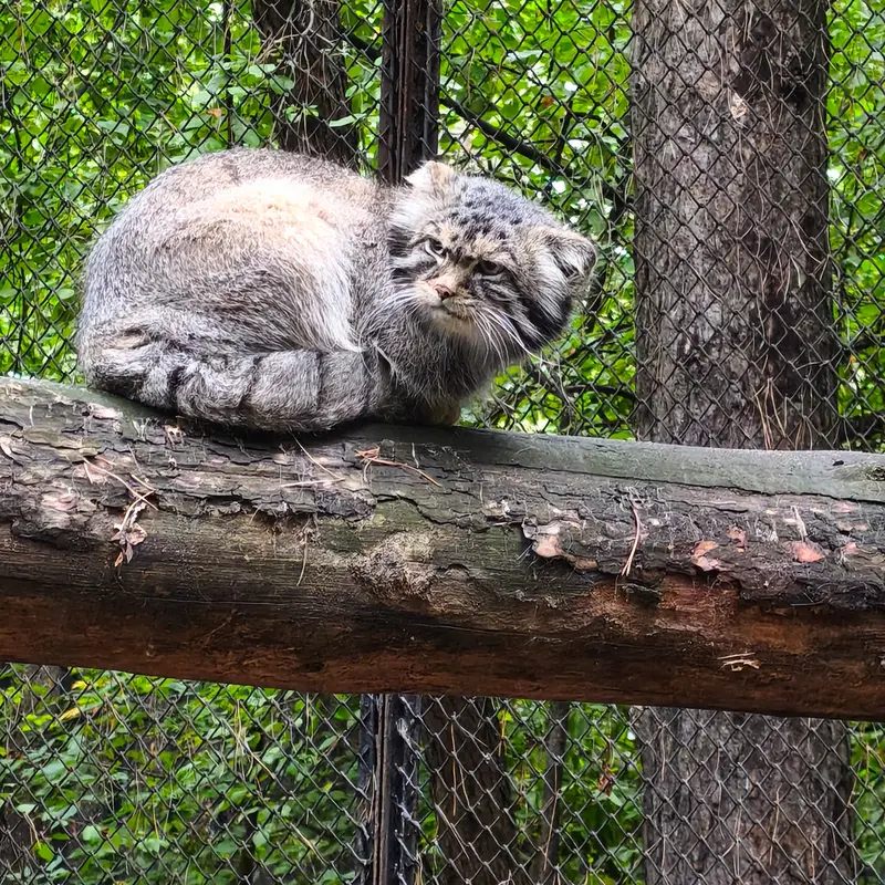 A photograph of George in Novosibirsk Zoo