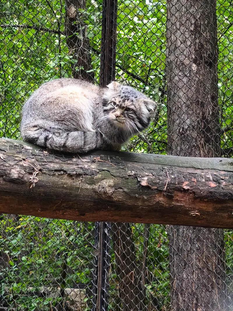 A photograph of George in Novosibirsk Zoo
