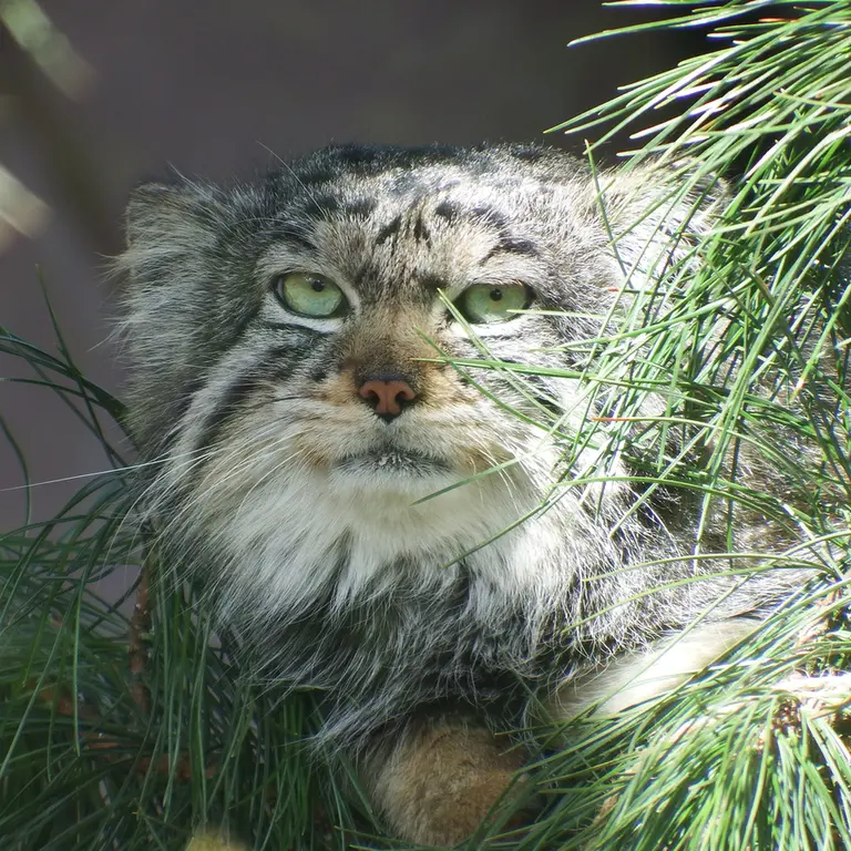 A photograph of Boris in Royev Ruchey