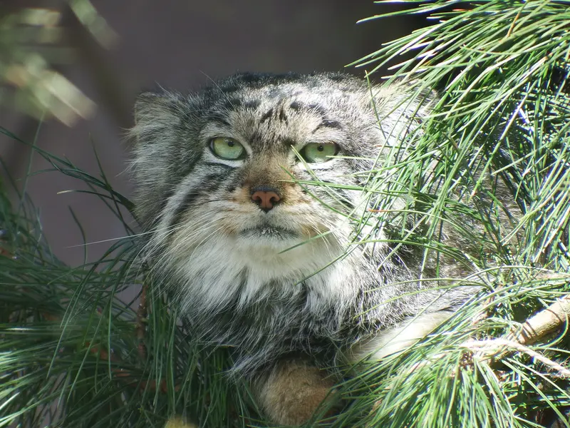 A photograph of Boris in Royev Ruchey