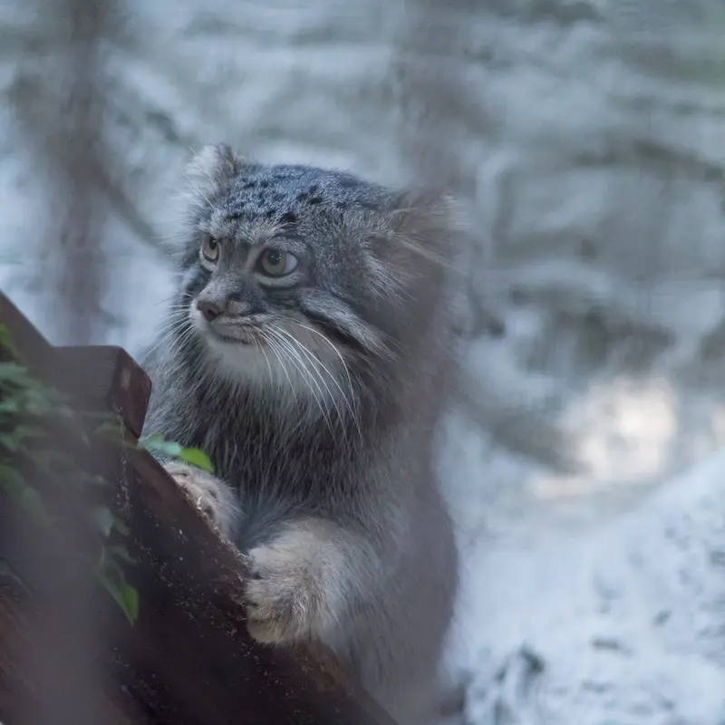 A photograph of Figa in Nogeyama Zoo