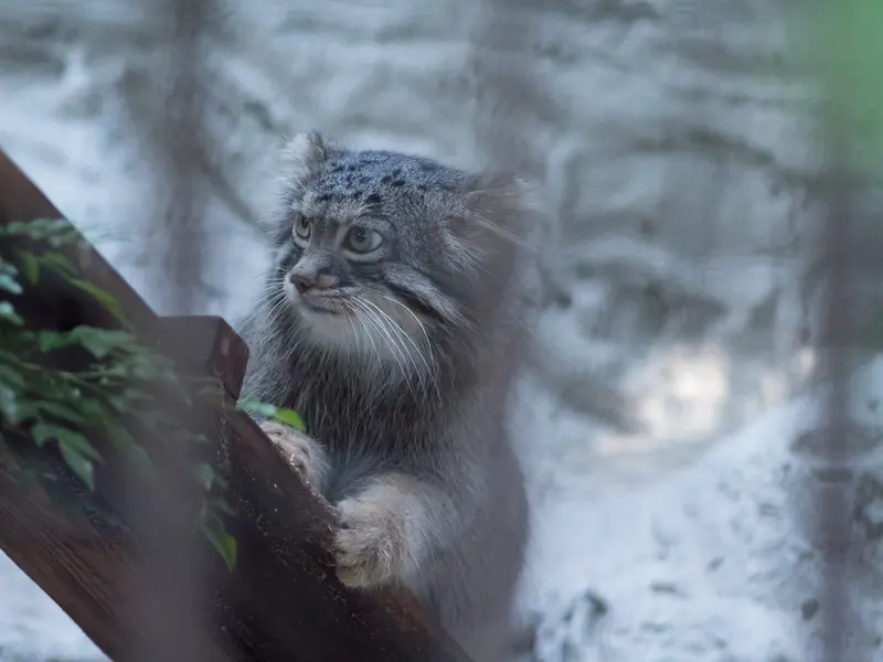 A photograph of Figa in Nogeyama Zoo