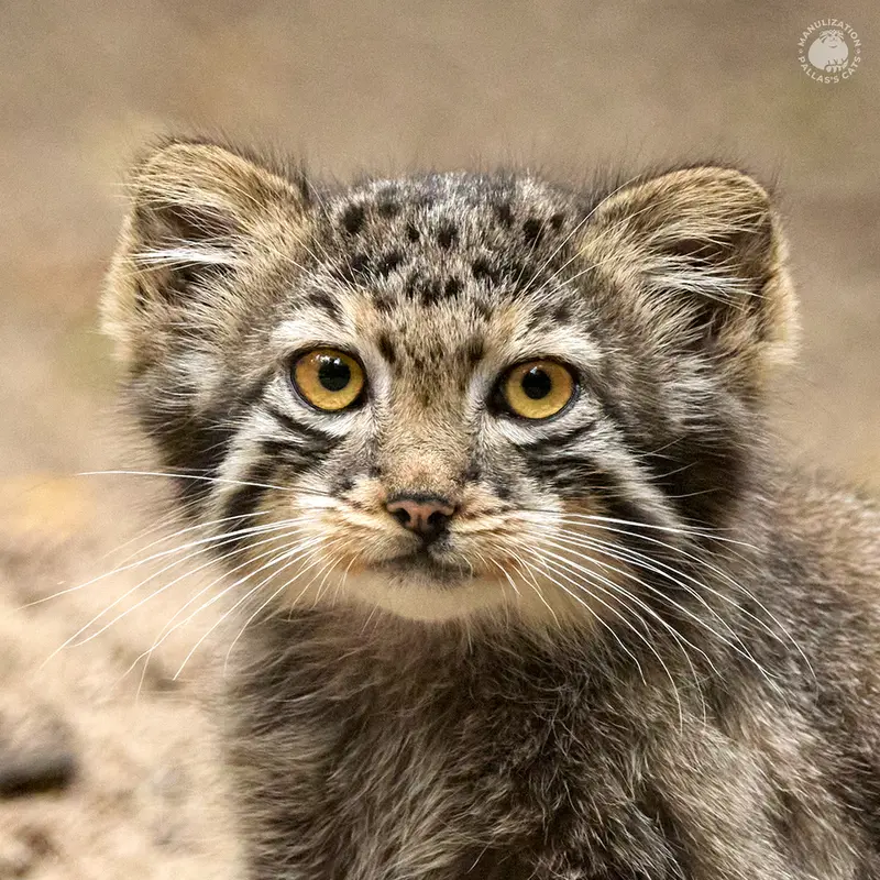 A photograph of a Pallas's cat