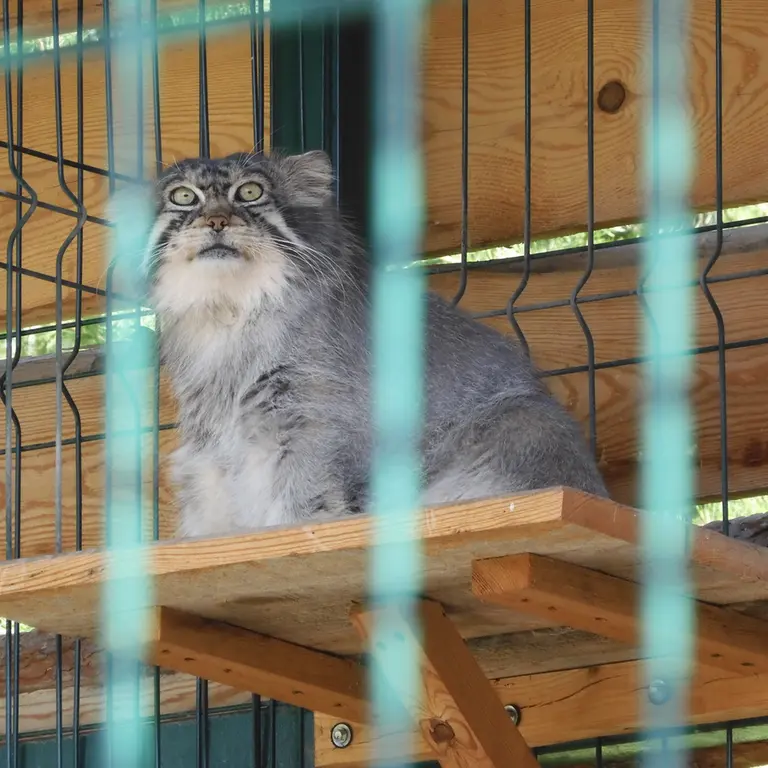 A photograph of Chip in Barnaul zoo “Lesnaya skazka”