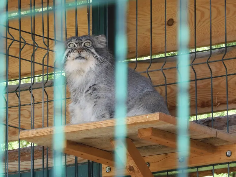 A photograph of Chip in Barnaul zoo “Lesnaya skazka”