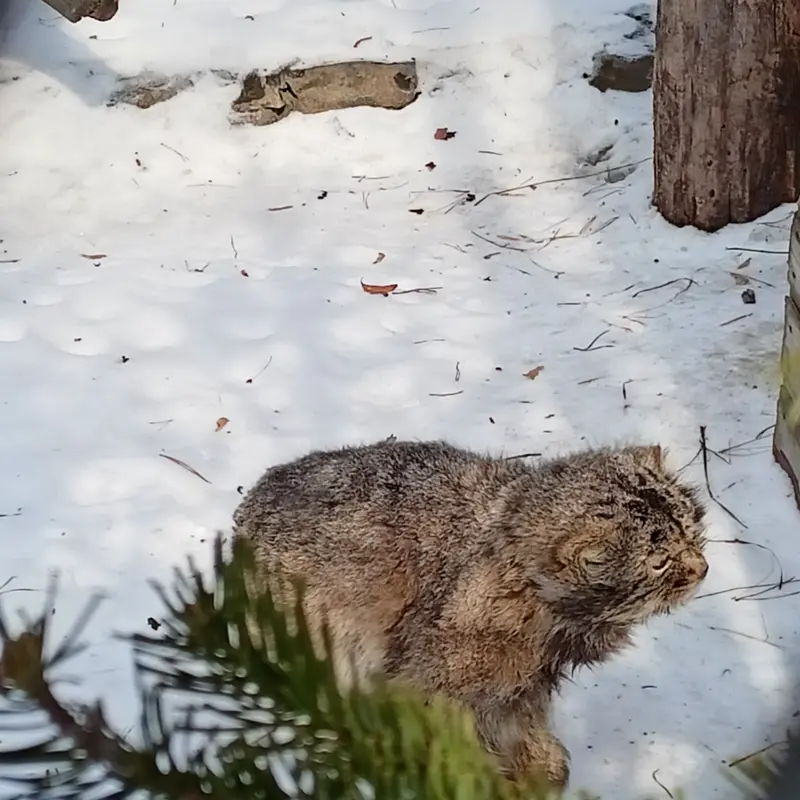 A photograph of Karaganda in Novosibirsk Zoo