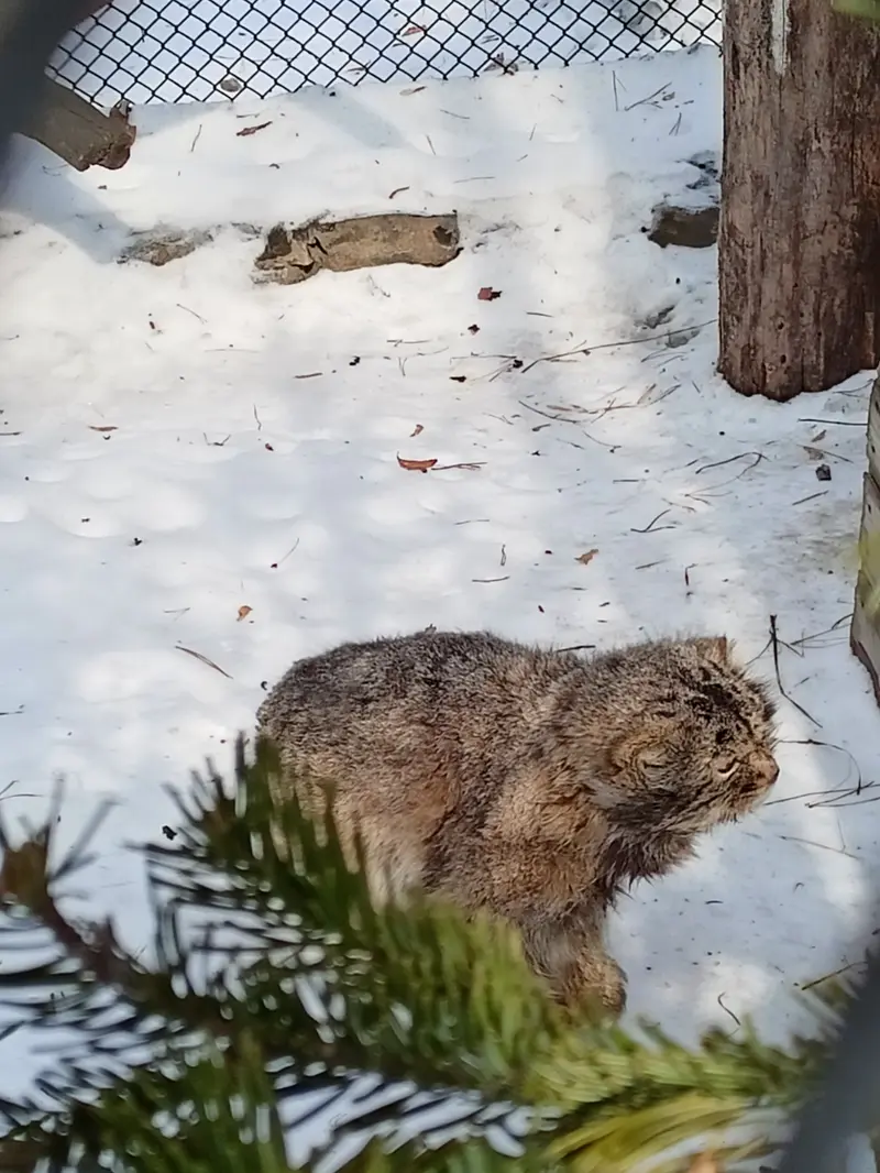 A photograph of Karaganda in Novosibirsk Zoo