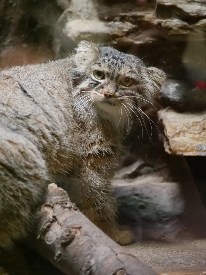 A photograph of Shafran in Ueno Zoological Gardens